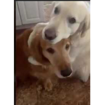 Hug for life