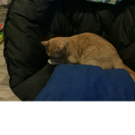 Cats United SM