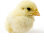 The chickens of earth
