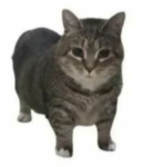 OIIA SPINNING CAT
