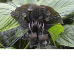 Plant myths