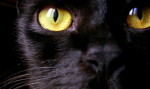 Abril-Neko