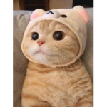 Miśki Dawidka <33