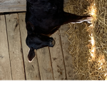 Cow dreamy