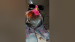 Drippy Chick's