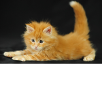 ginger kitties squad