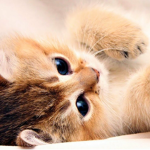 Catsitos uwu