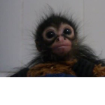 Hey I am Nicole!