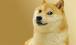 The Doges!!!!