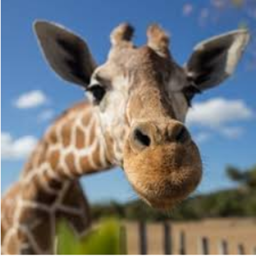 Empire of Giraffes's Theme Park