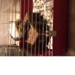 guinea pig squad<3