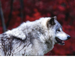 Wolfs are the best squad