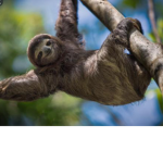 Sloth Fan Group Official