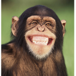 Official Banana Monkey