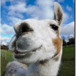 friend group only. friends ik and llama squad!