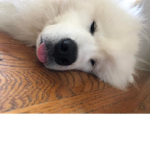 Snazzyy