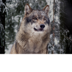 Wolfpacks group