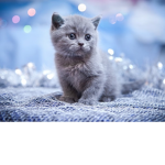 The friendly kittens