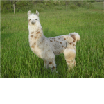 Llama group