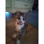 CATSssssSSSSSssSssss