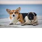 Corgi And Pug Cult Unite