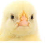 CHICKEN EGGIES