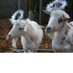 Goat Chruch