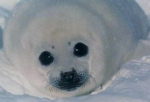I_LoveSeals Studio