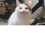 cats are cool 123