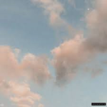 heavenly kitties
