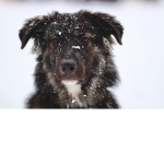 Unbelievable dog