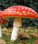 Mushroom Temple