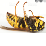 Dead Wasp Community