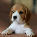 The beagle hut