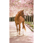 Horse racing girl