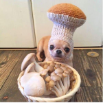 The mushroom dogs!
