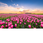 tulips pink~