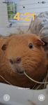 Guinea pigs are cool