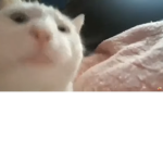 Dᴀ Hᴏᴏᴅ Cᴀsʜ