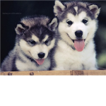 The Awesomeness Club Boys & Girls ( Puppys )