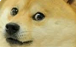 Da Doge boys