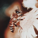 Bee Store! C: