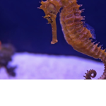 Seahorses <3