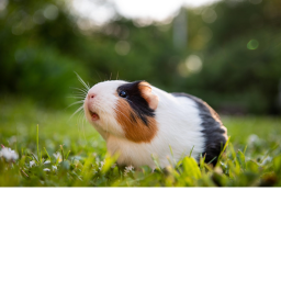 skinny pig house