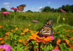 +*Monarch Meadows*+