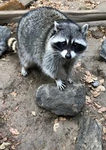Raccoon_coolgang
