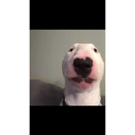 WALTER ARMY YeeT