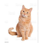 The Board Of Cats