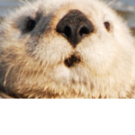 The Fancy Otters