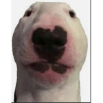 Walter Team bobux